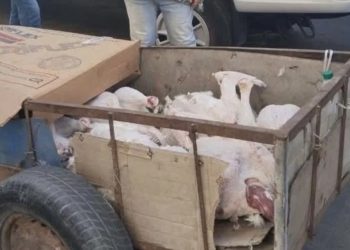 الصويرة.. حجز 120 كيلوغراماً من لحم الديك الرومي الفاسد قبل وصوله إلى موائد المستهلكين