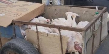 الصويرة.. حجز 120 كيلوغراماً من لحم الديك الرومي الفاسد قبل وصوله إلى موائد المستهلكين