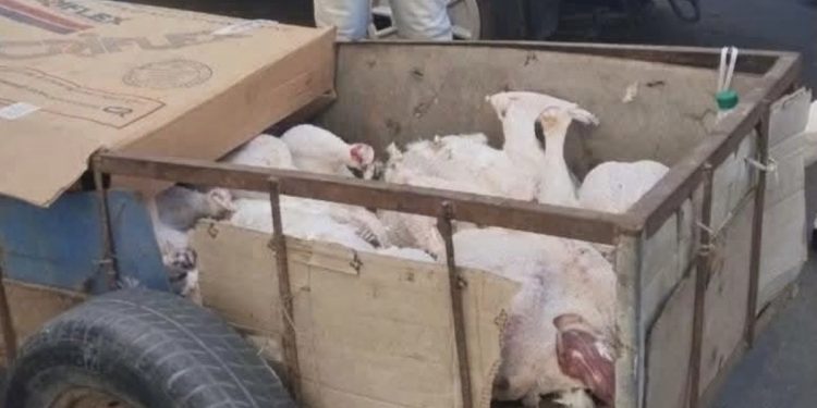 الصويرة.. حجز 120 كيلوغراماً من لحم الديك الرومي الفاسد قبل وصوله إلى موائد المستهلكين