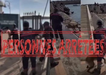 أكادير.. إحالة شخصين على النيابة العامة للاشتباه في تعني-ف  قاصر وتحريض كلب شرس على أطفال