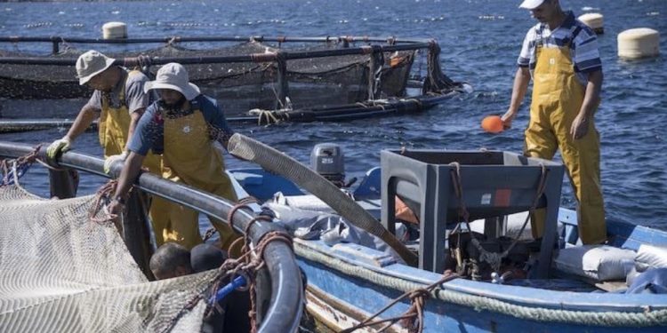 أزمة الكازوال تخنق الصيد الساحلي بطنجة.. والربابنة يلوّحون بتوقيف المراكب