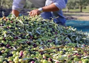 موسم جني الزيتون بالشمال.. أزمة اليد العاملة وارتفاع الأجور تؤرق الفلاحين