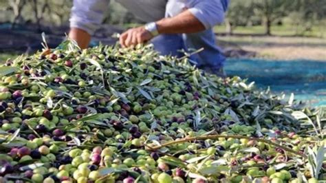 موسم جني الزيتون بالشمال.. أزمة اليد العاملة وارتفاع الأجور تؤرق الفلاحين